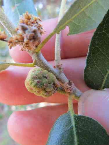 Canyon live oak