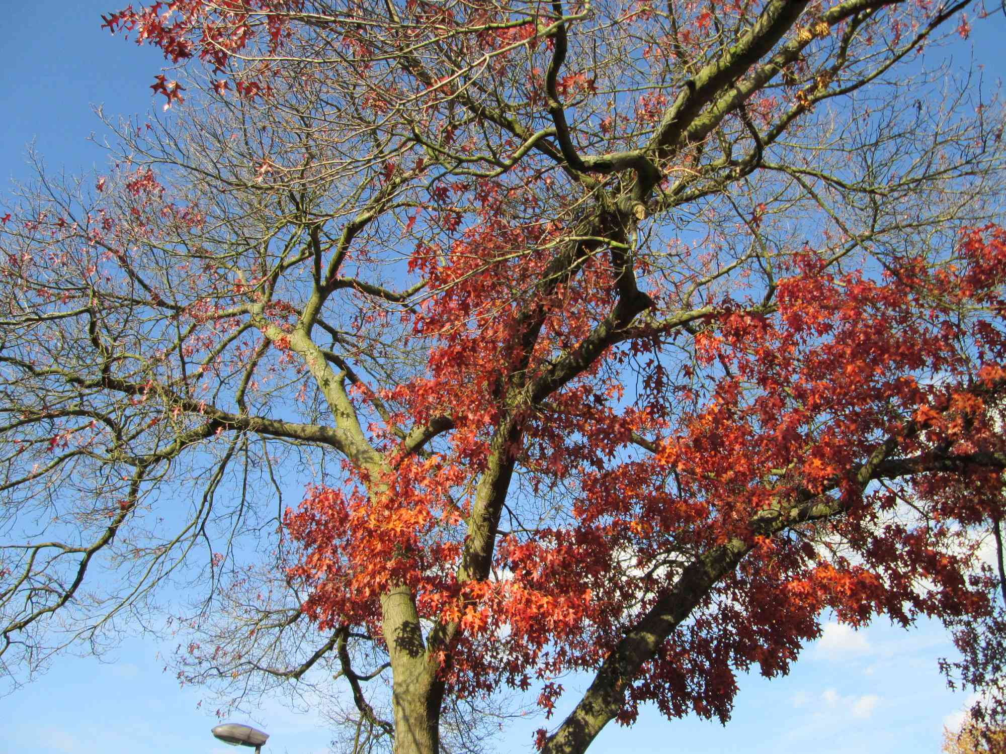 Scarlet oak