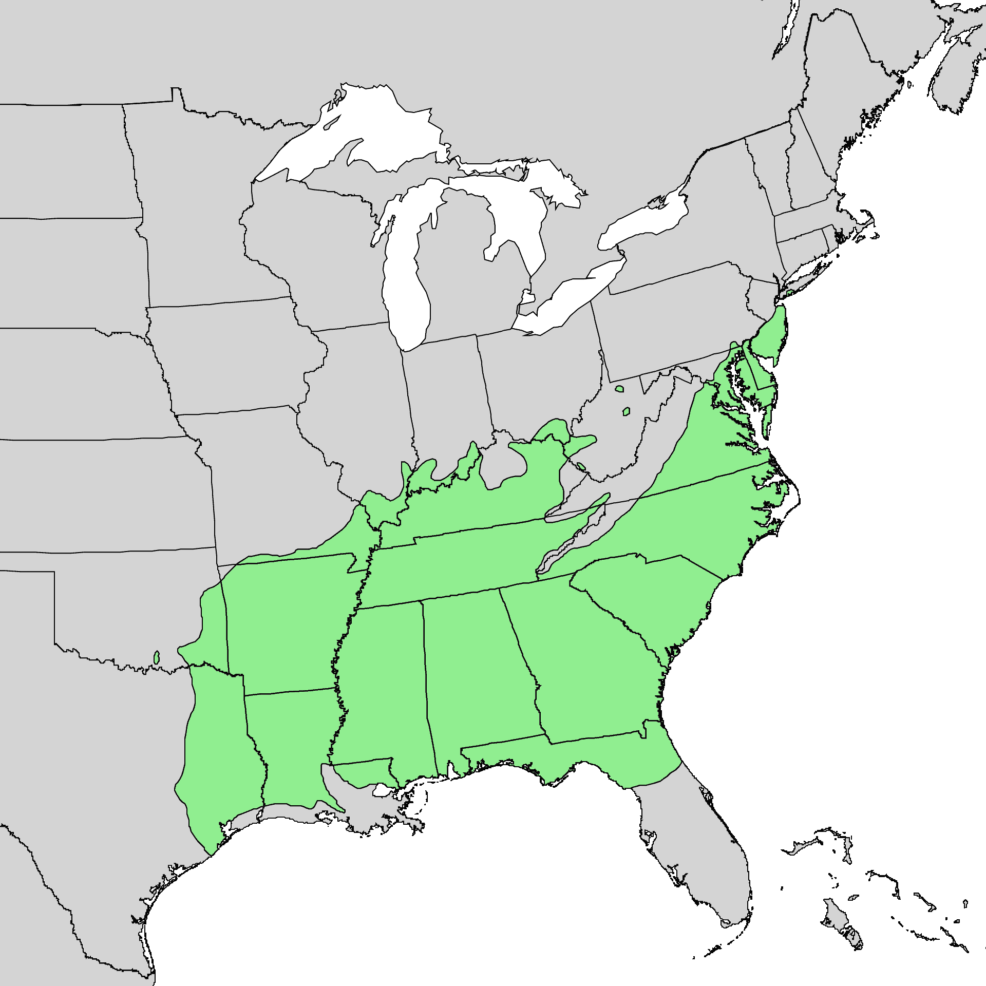 Southern red oak