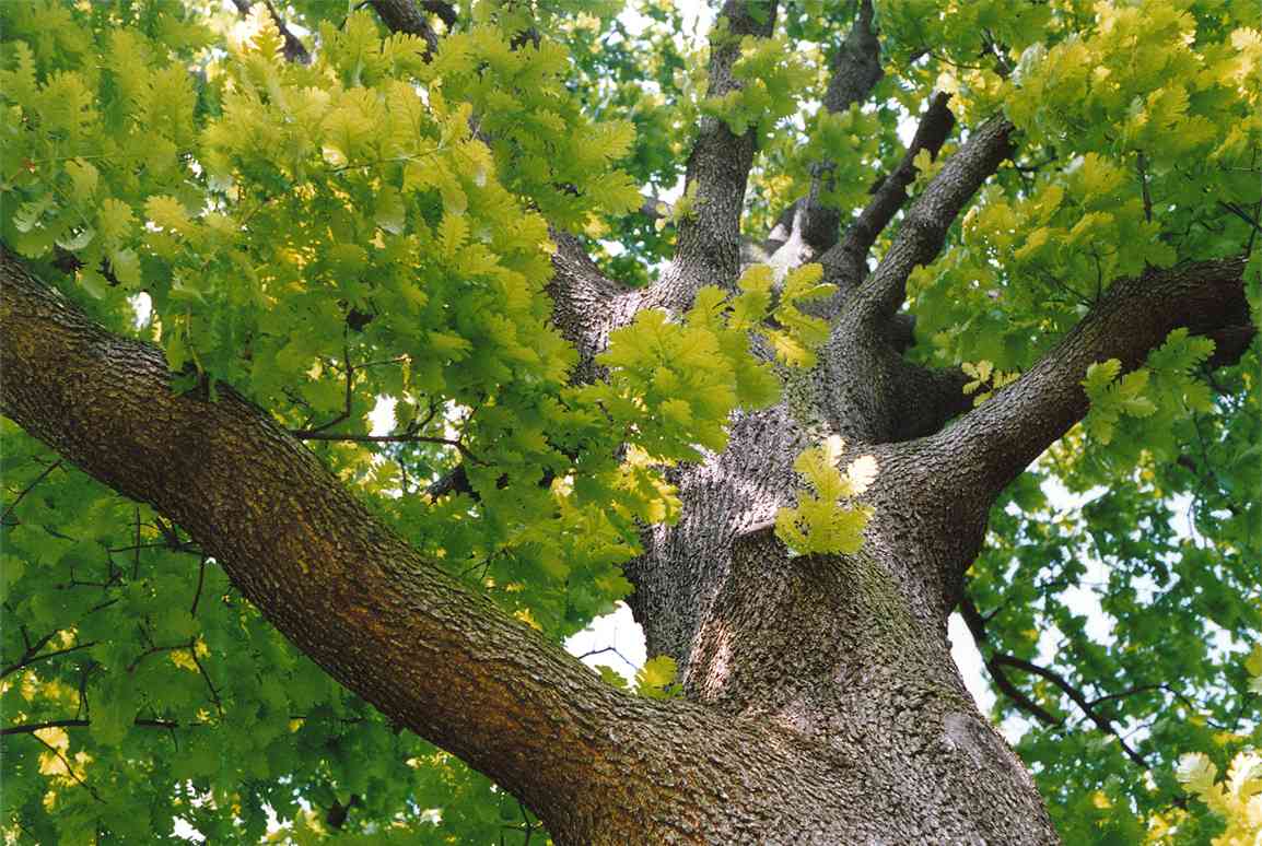 Hungarian oak