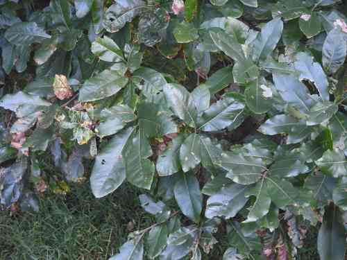 Shingle oak