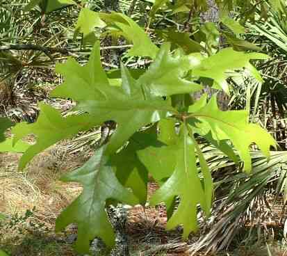Turkey oak