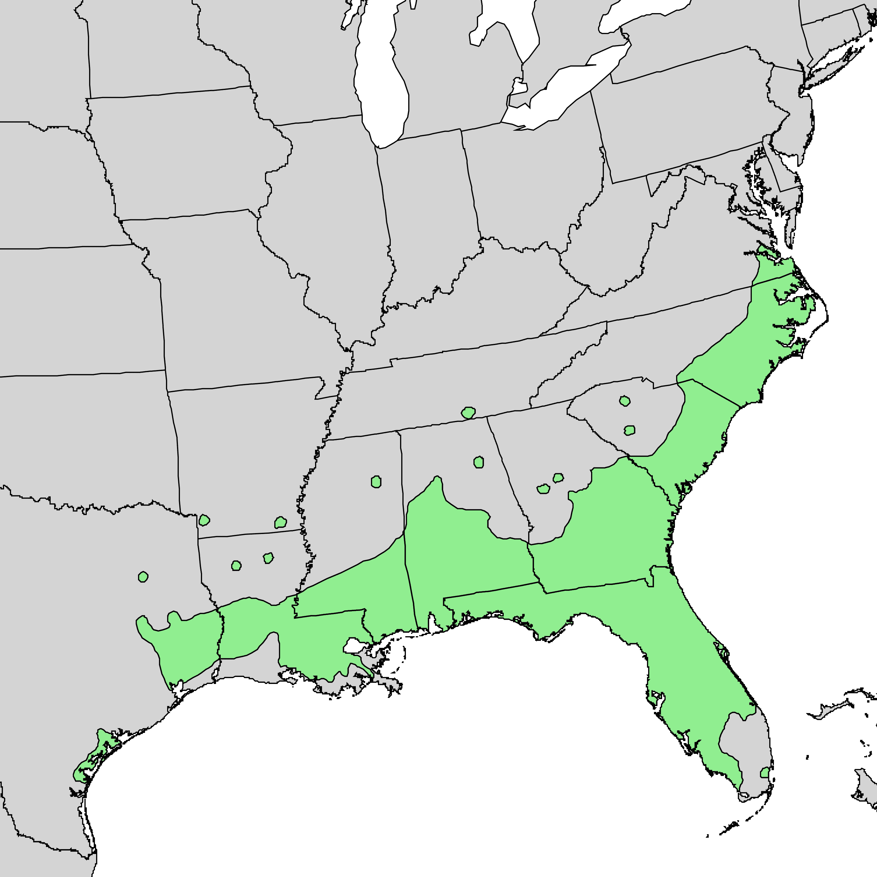 Laurel oak