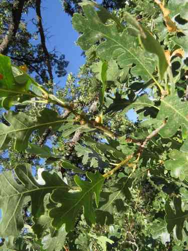 Valley oak