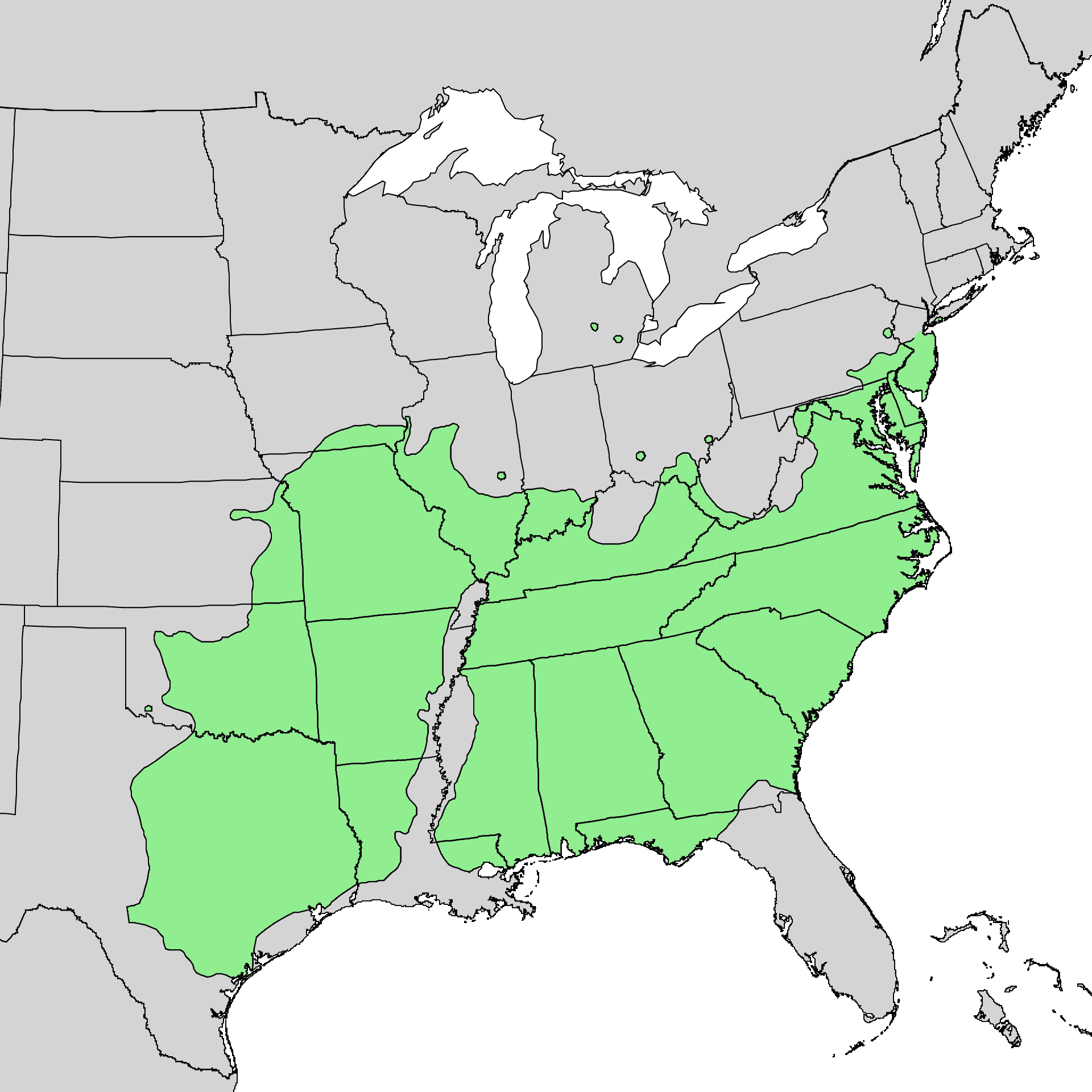 Blackjack oak