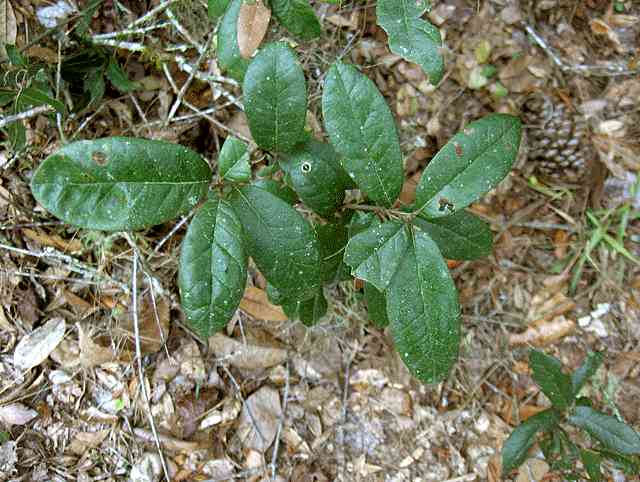 Dwarf live oak