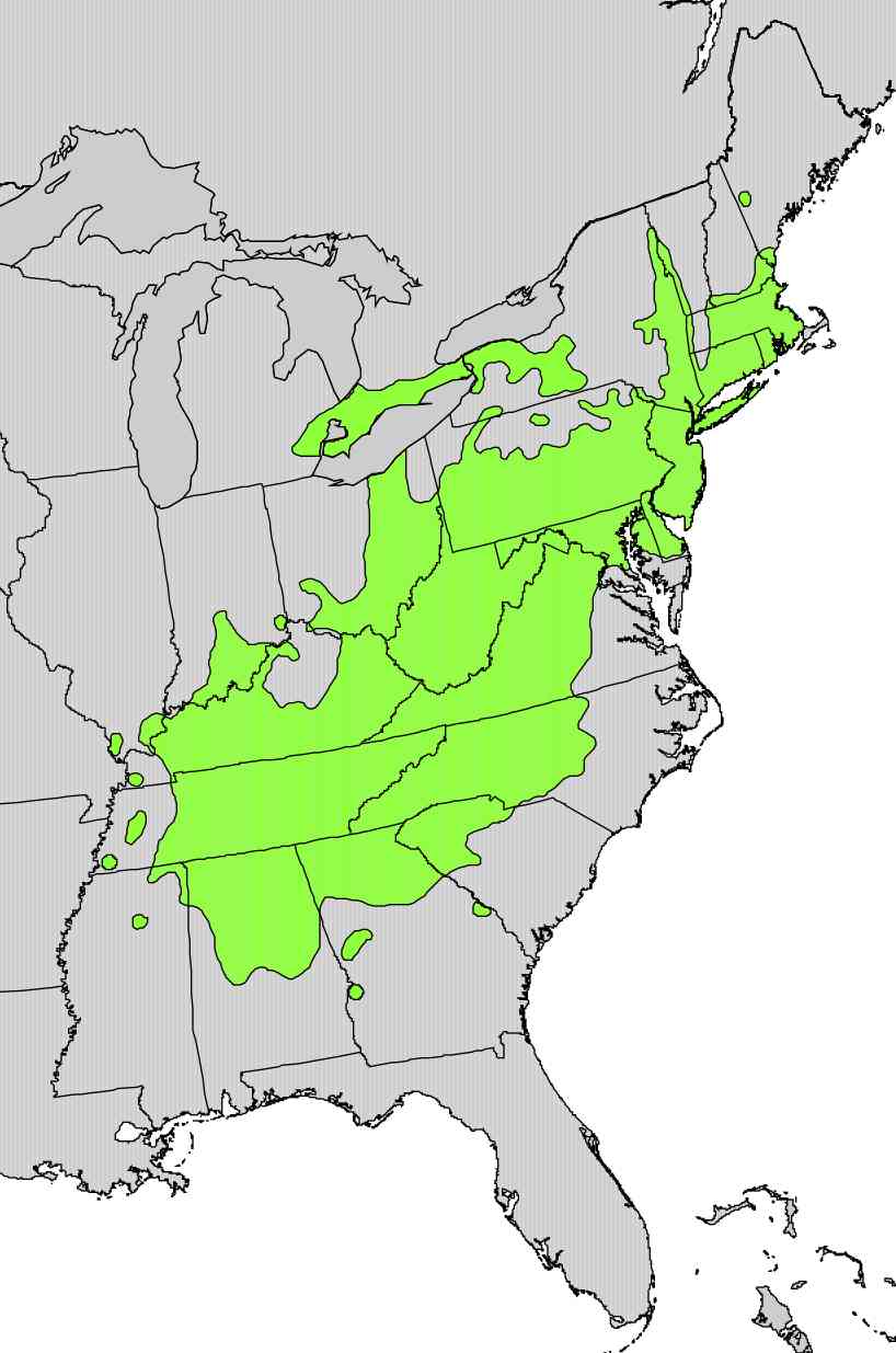 Chestnut oak