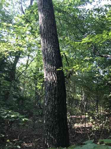 Chestnut oak
