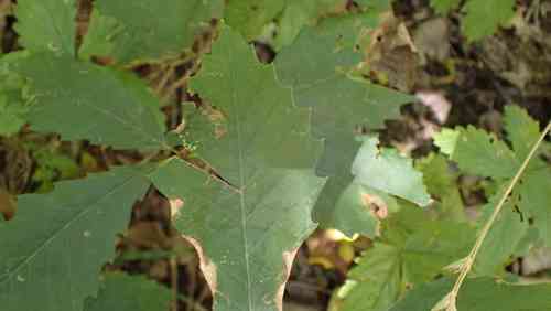Chinquapin oak