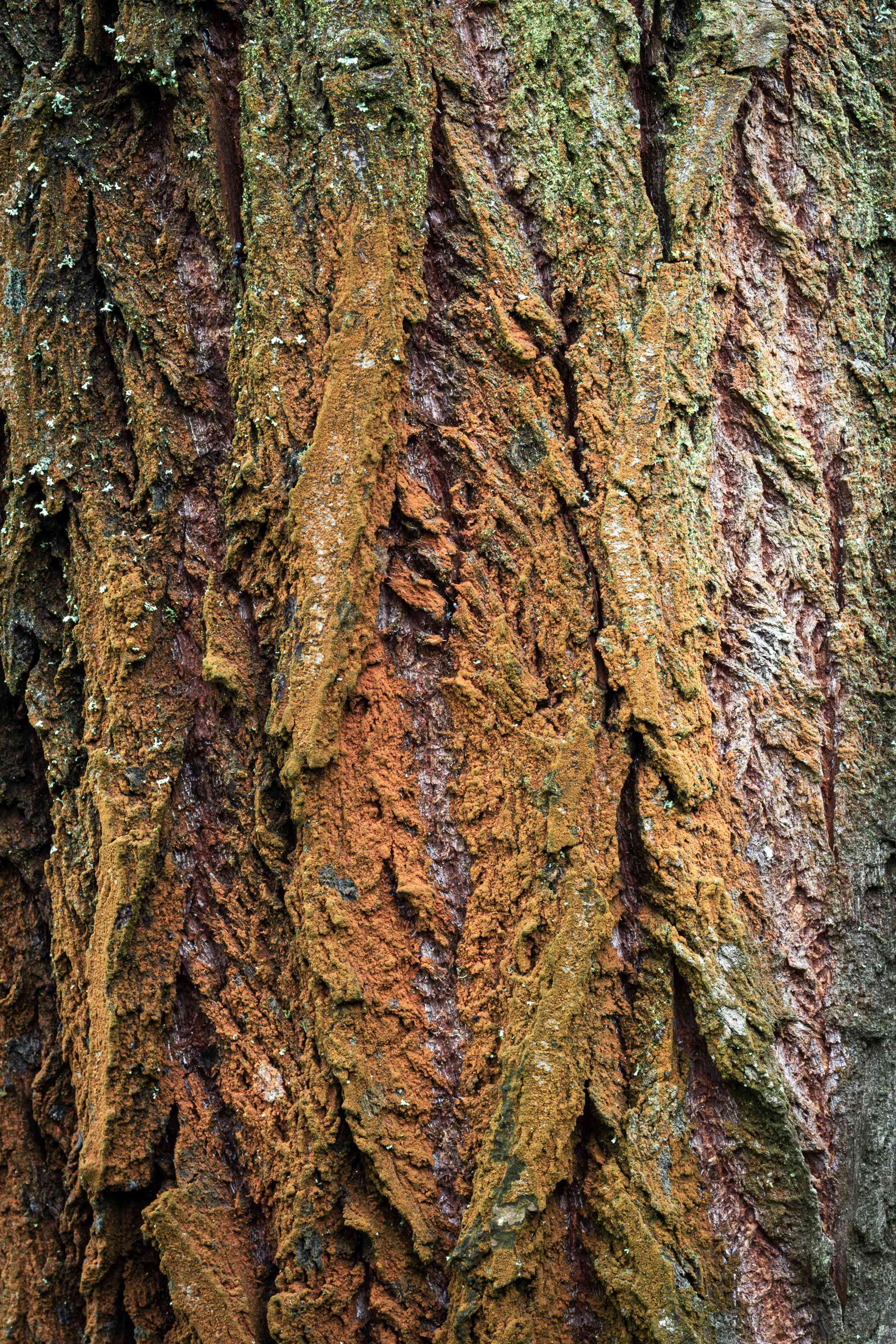 English oak