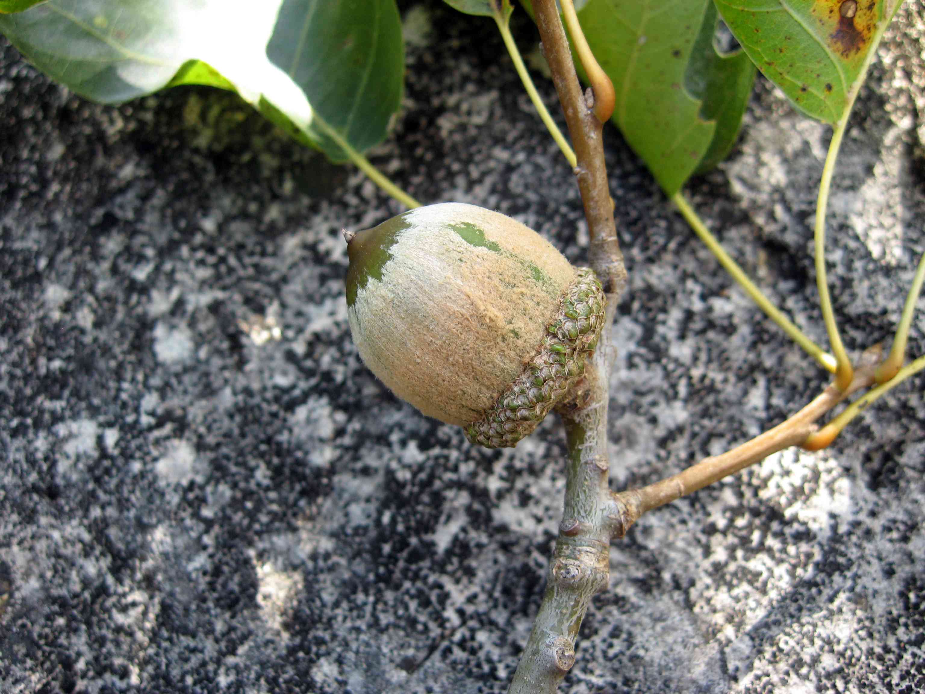 Shumard oak