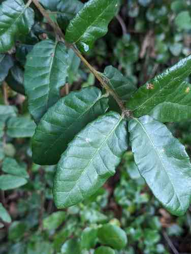 Island live oak
