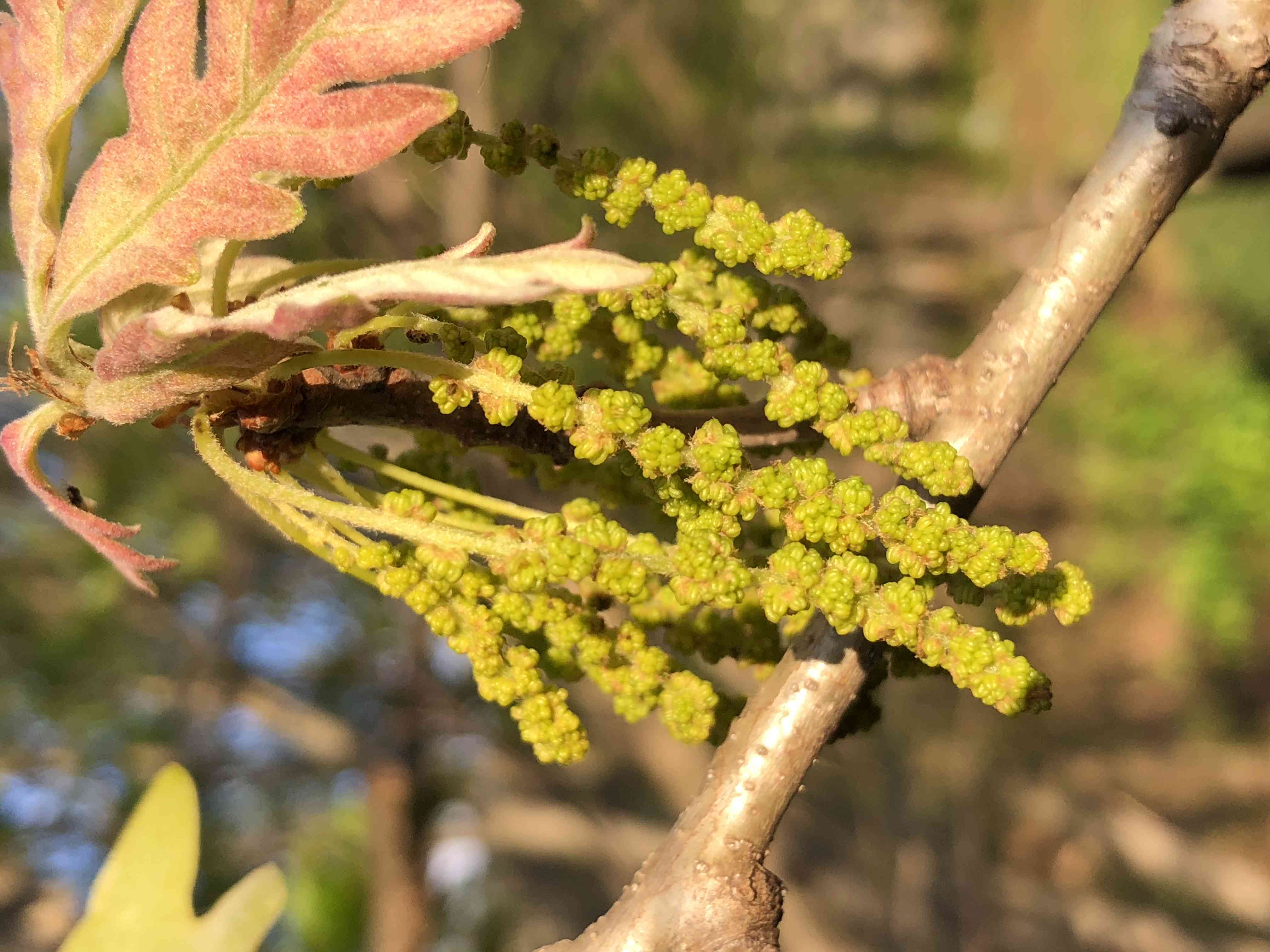 Oaks (Quercus)