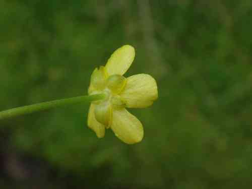 Greater creeping spearwort