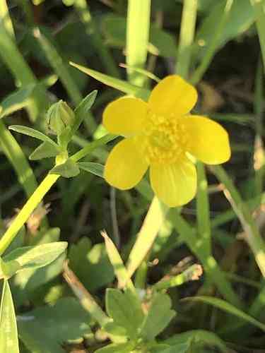 Hairy buttercup