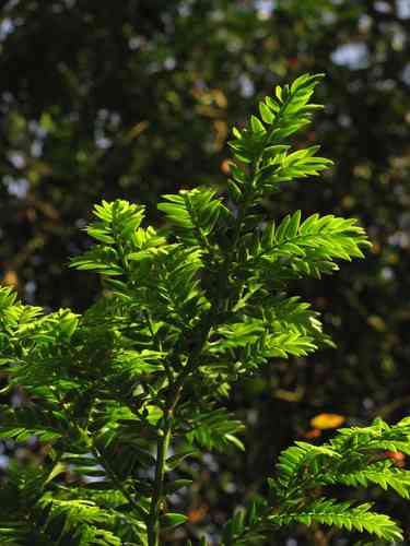 Retrophyllum rospigliosii
