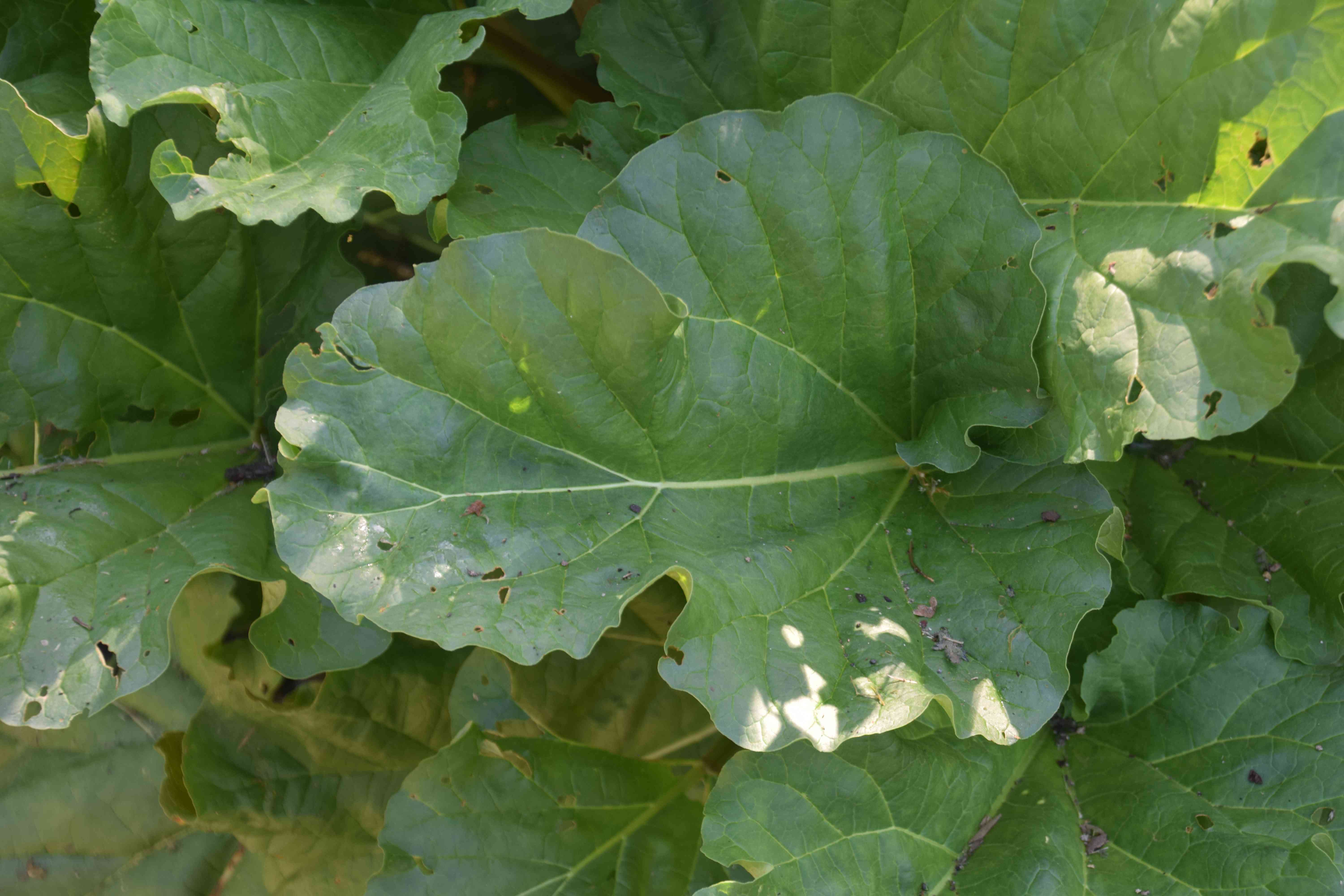 Rhubarb