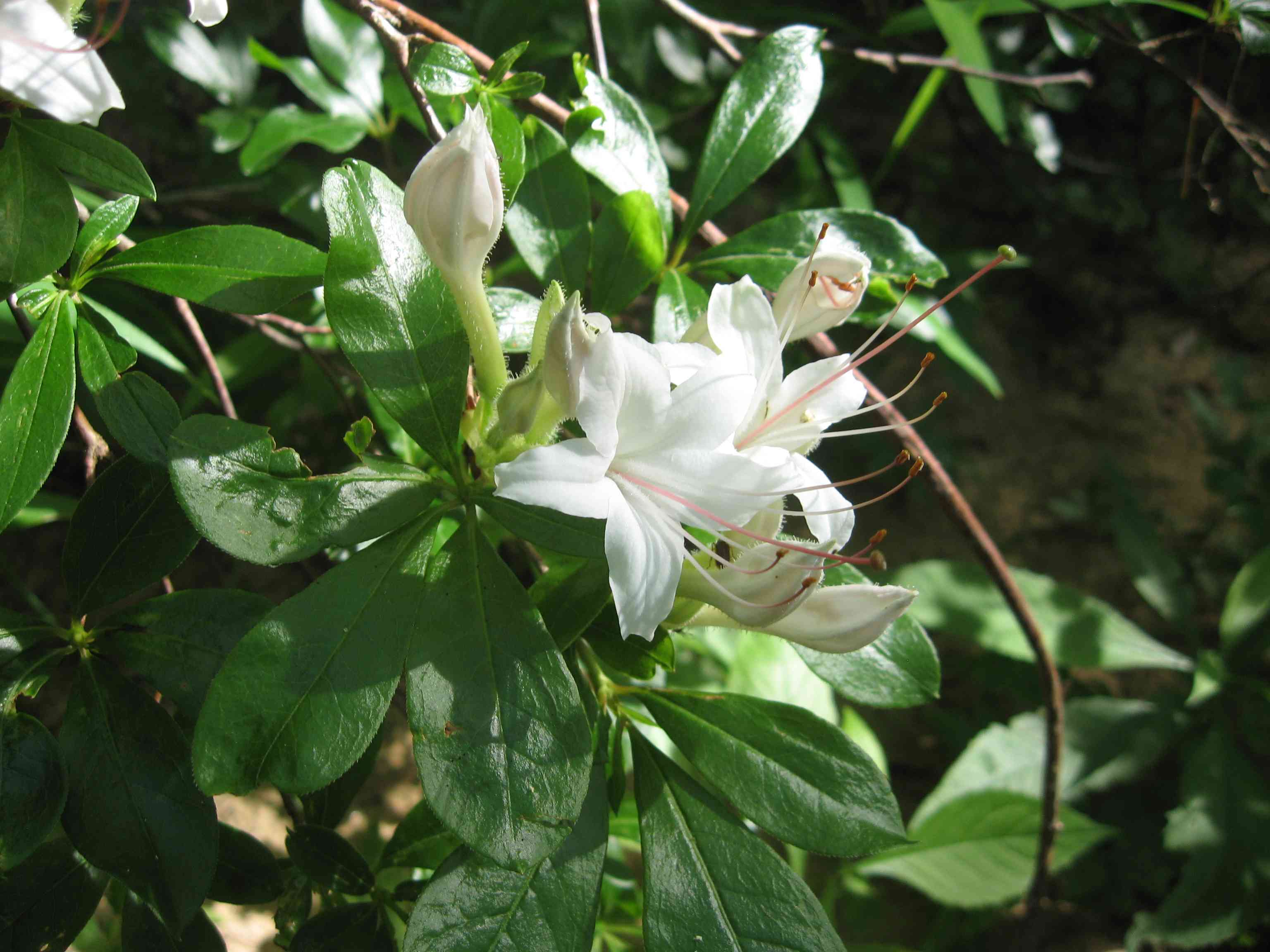 Sweet azalea