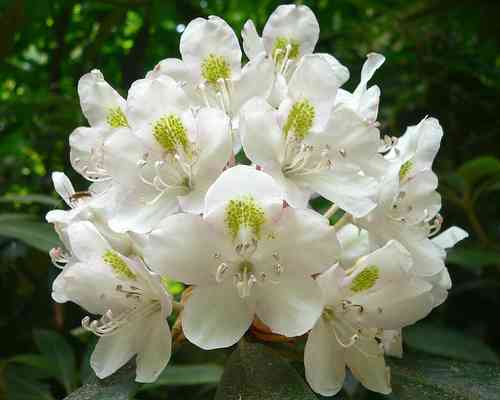 Great laurel