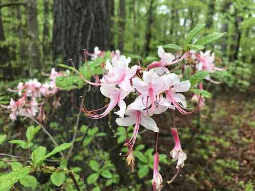 Pink azalea