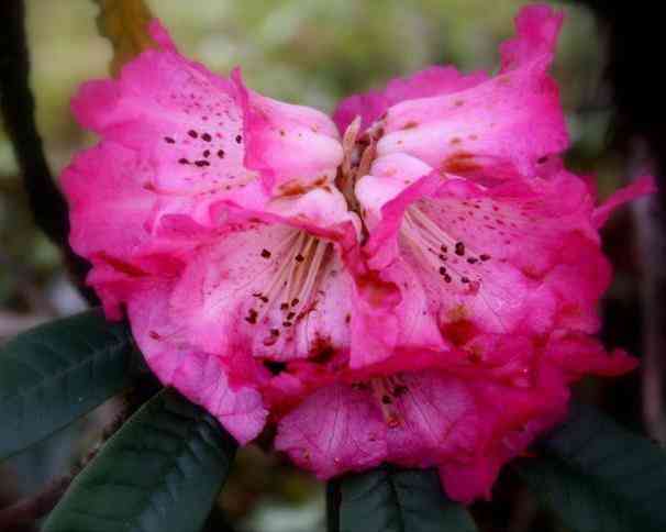 Azaleas (Rhododendron)