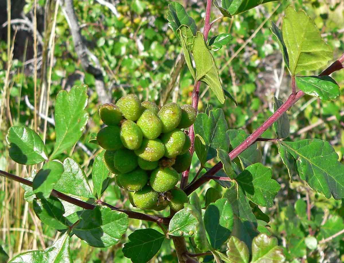 Skunk-bush sumac