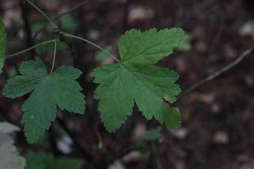 Red flowering currant