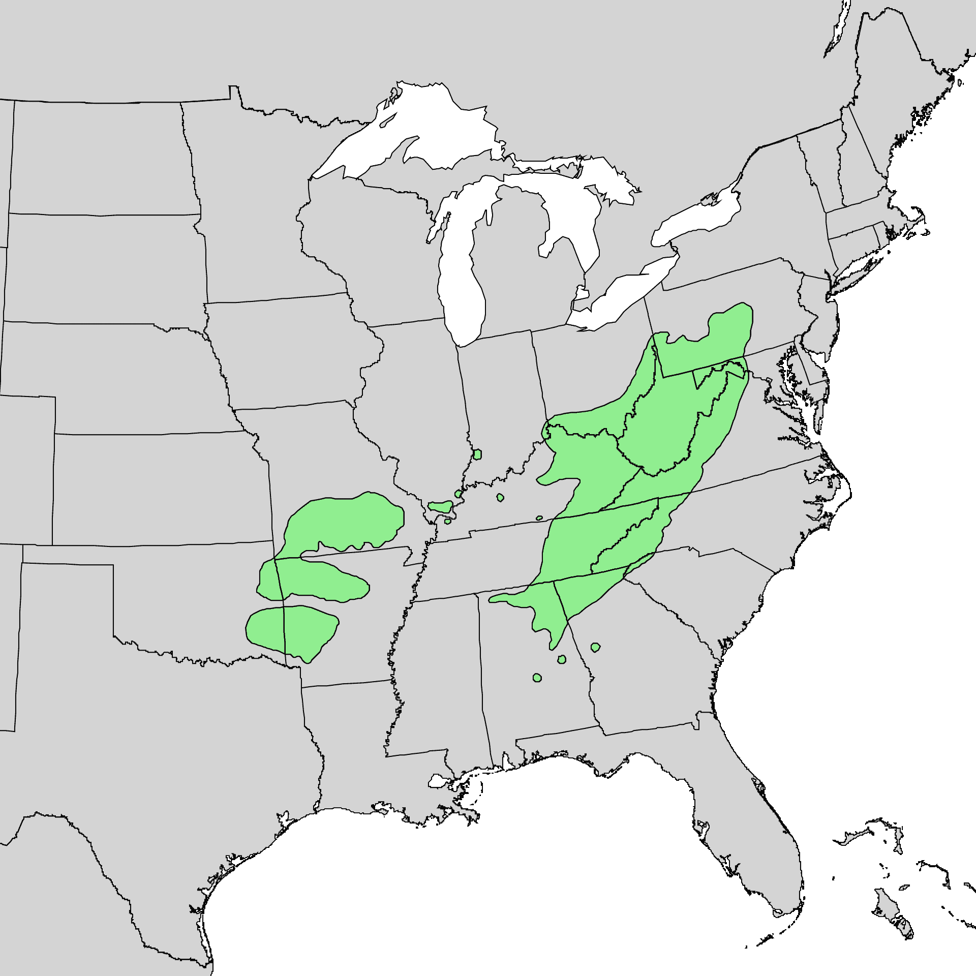 Black locust