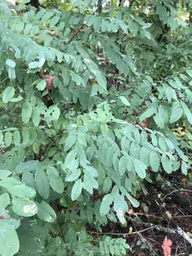 Black locust