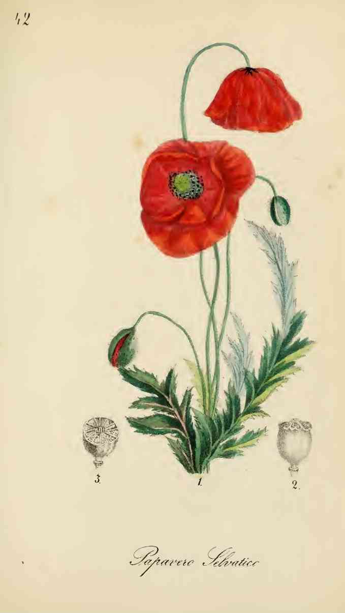 California tree poppy
