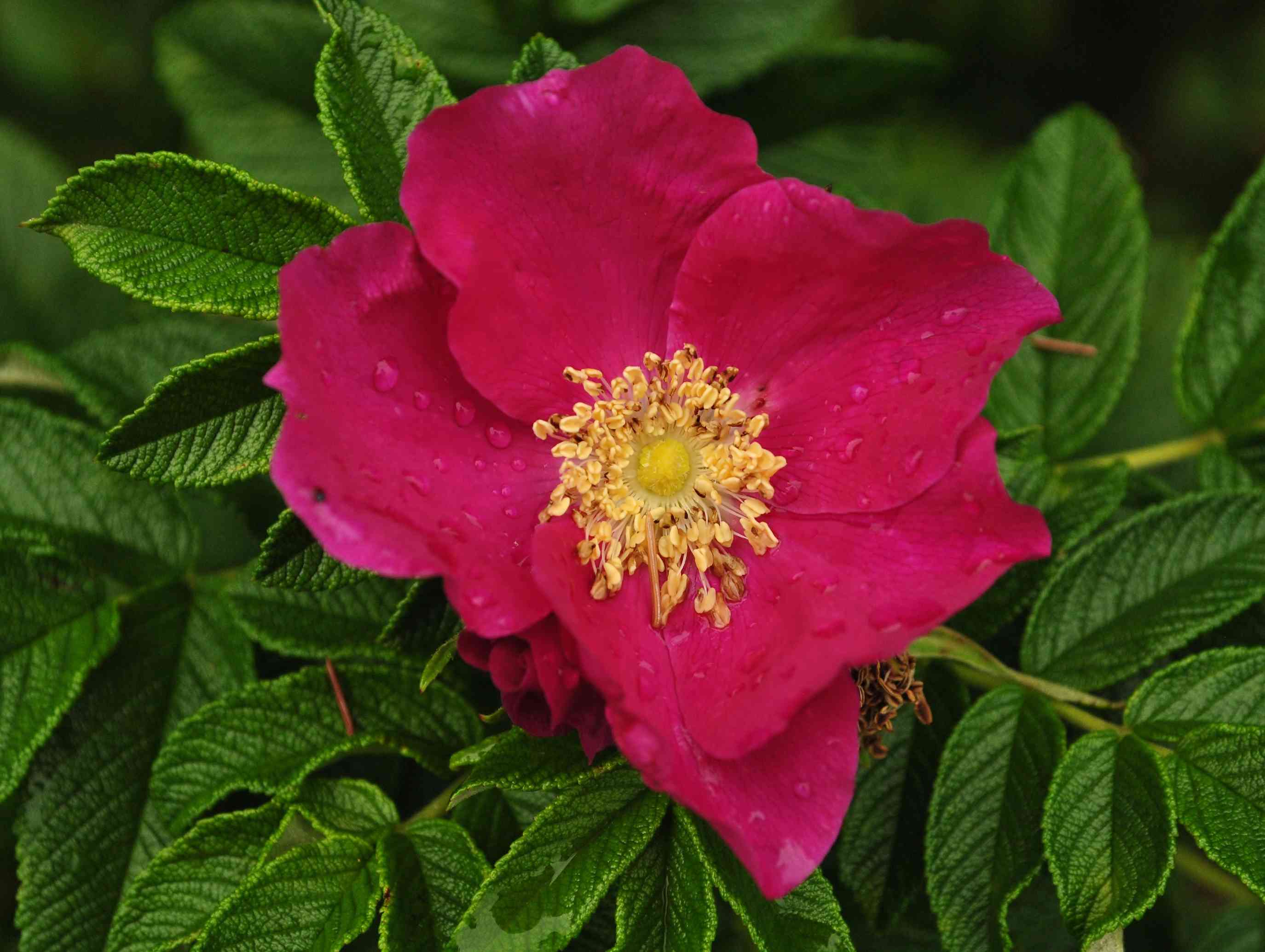 Rugosa rose