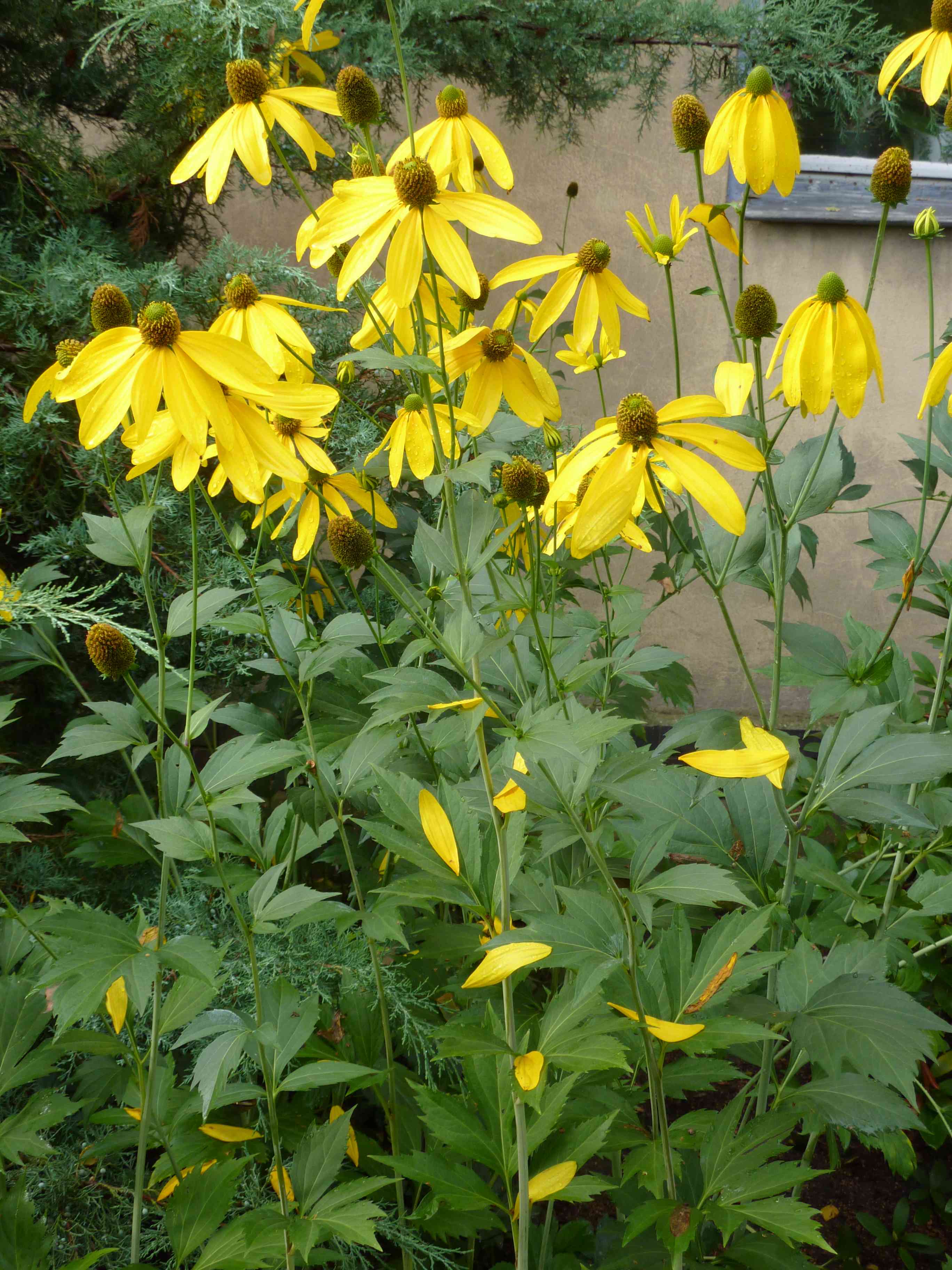 Cutleaf coneflower
