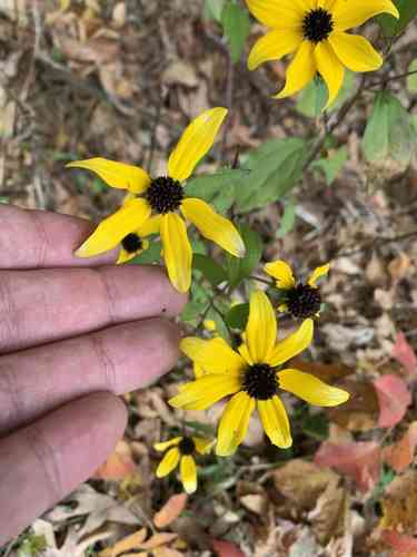 Brown-eyed susan