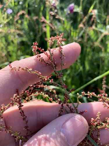 Garden sorrel