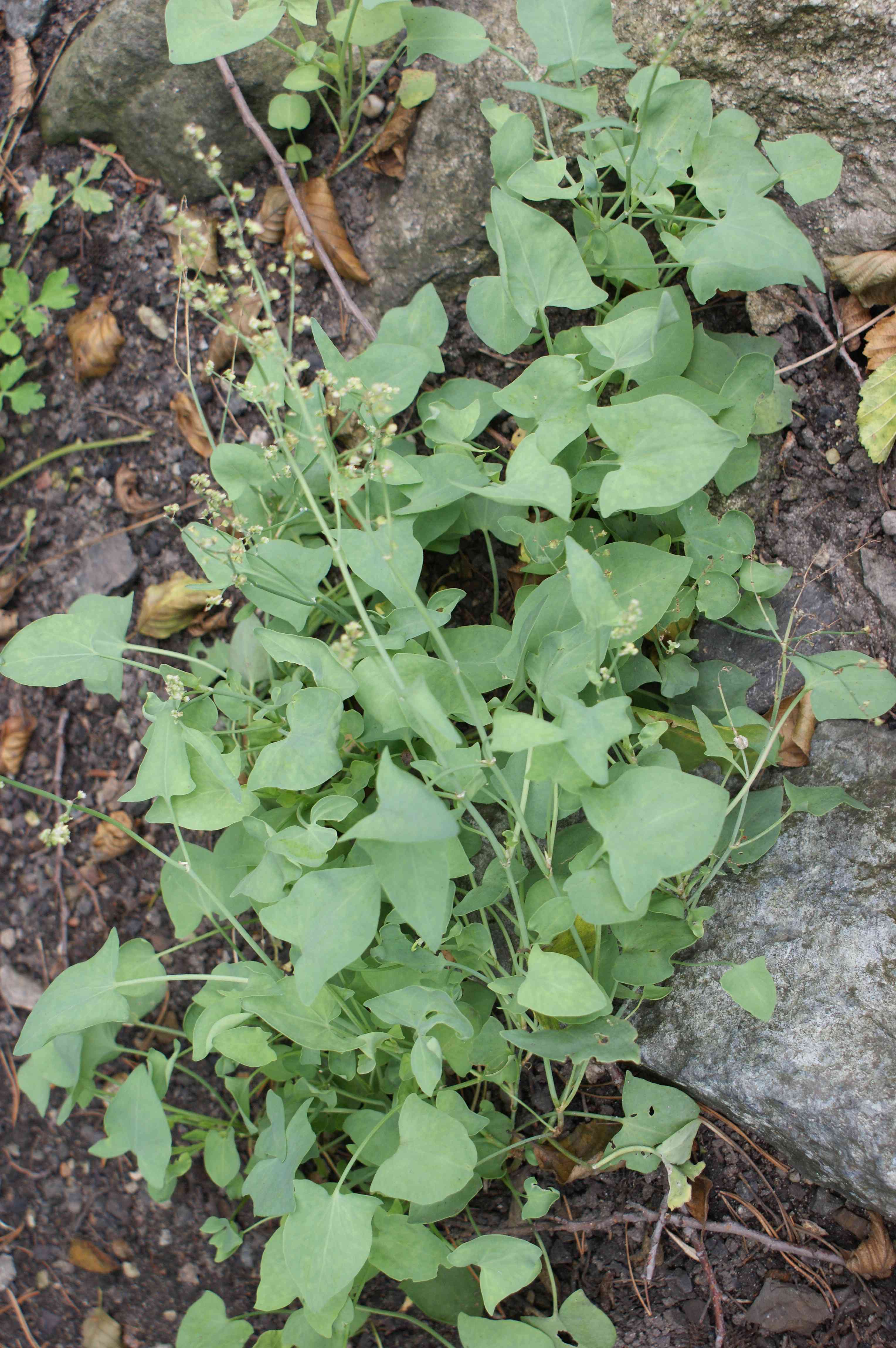 Buckler-leaved sorrel