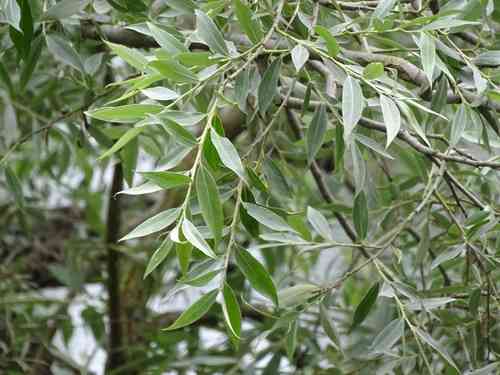 White willow