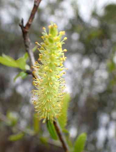 Coastal plain willow