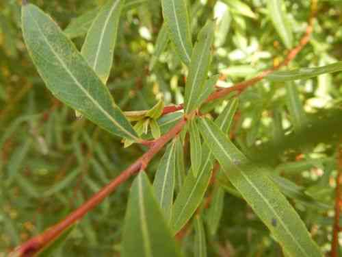 Purple willow