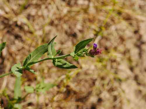 Woodland sage