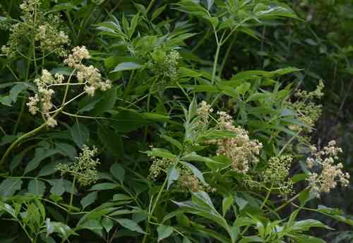 North china red elder