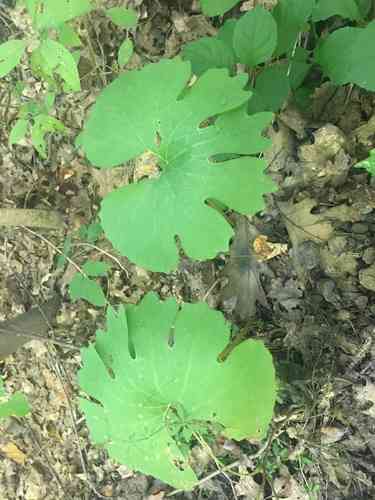 Bloodroot