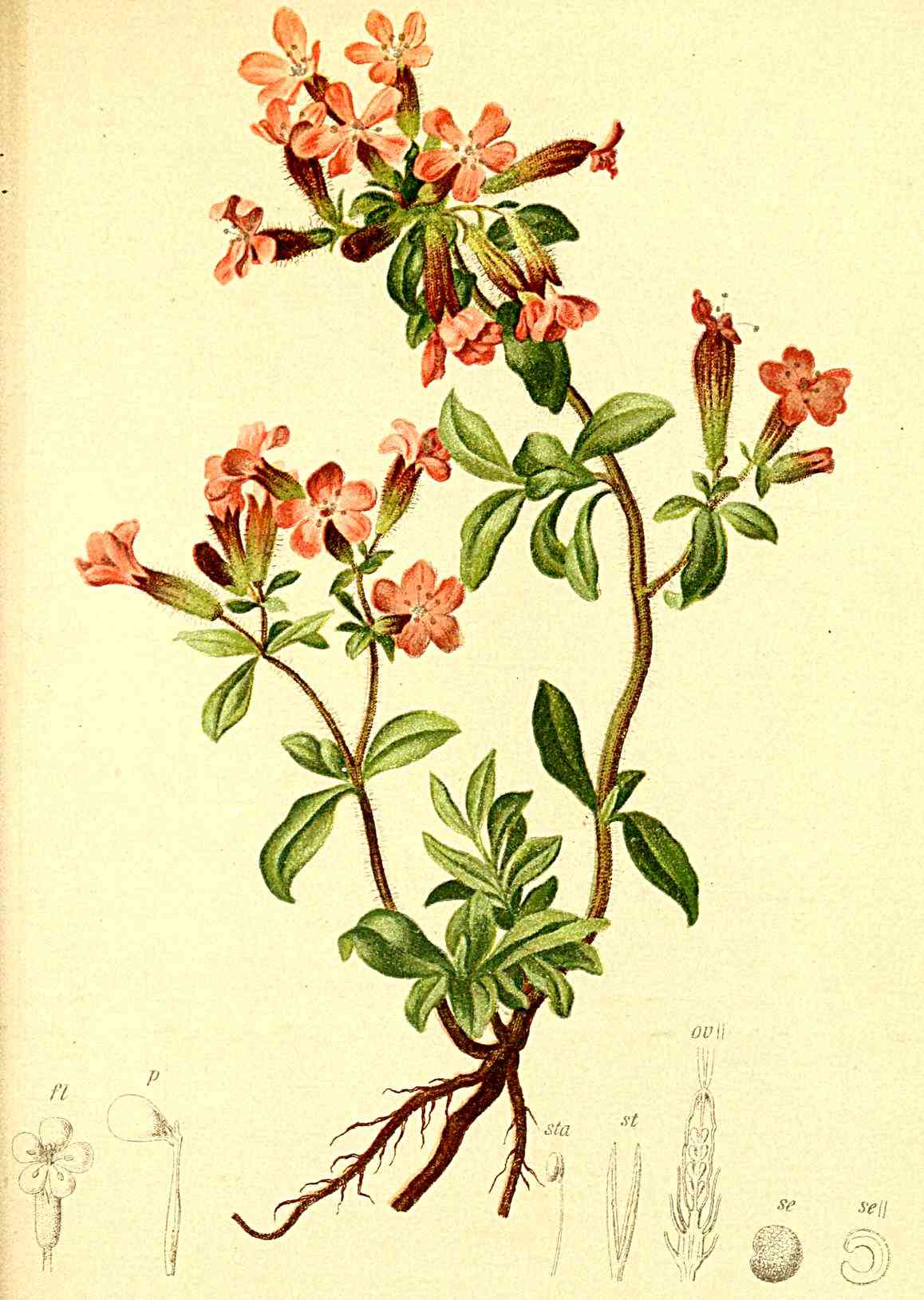 Rock soapwort
