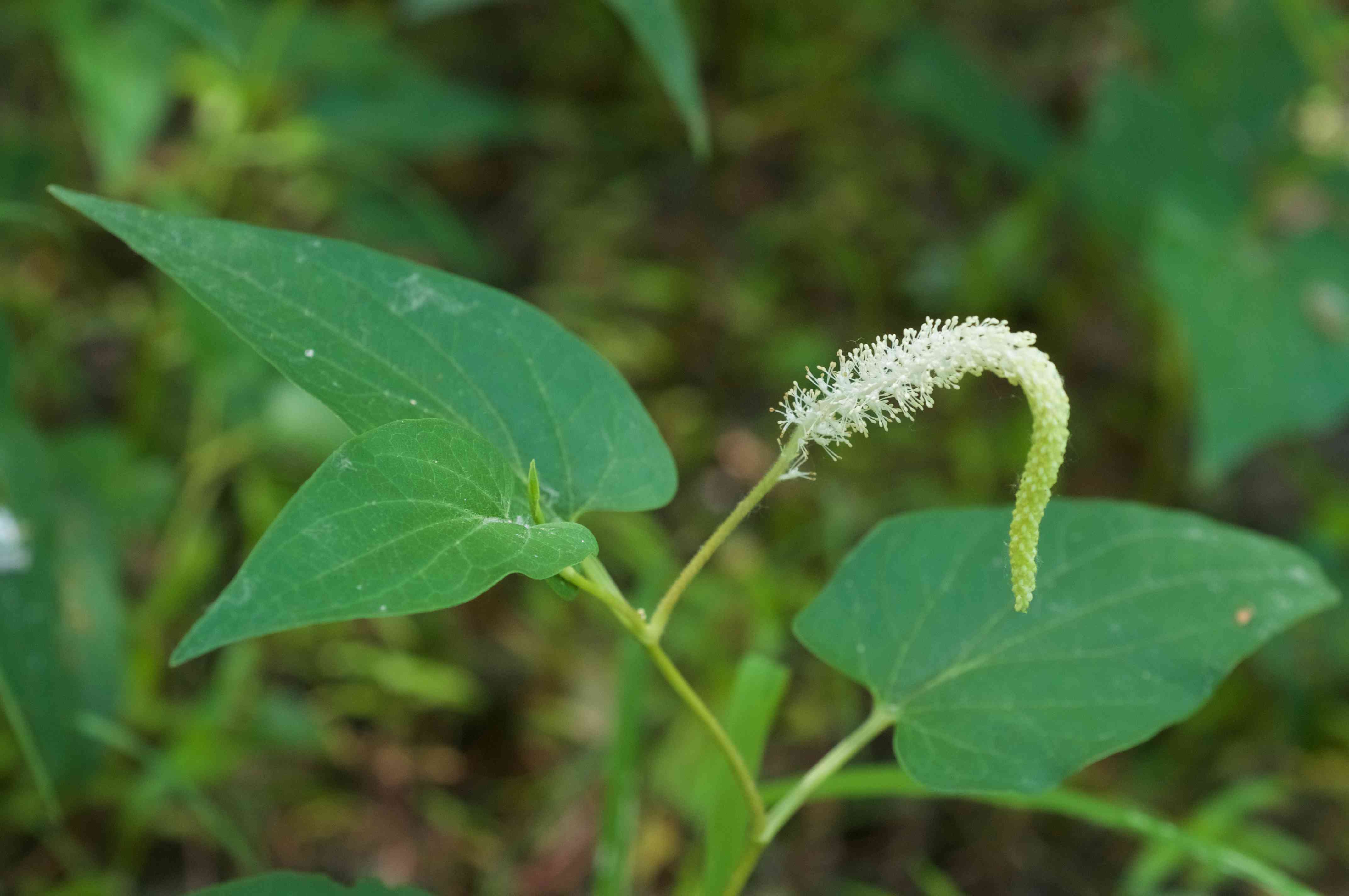 Lizard's tail