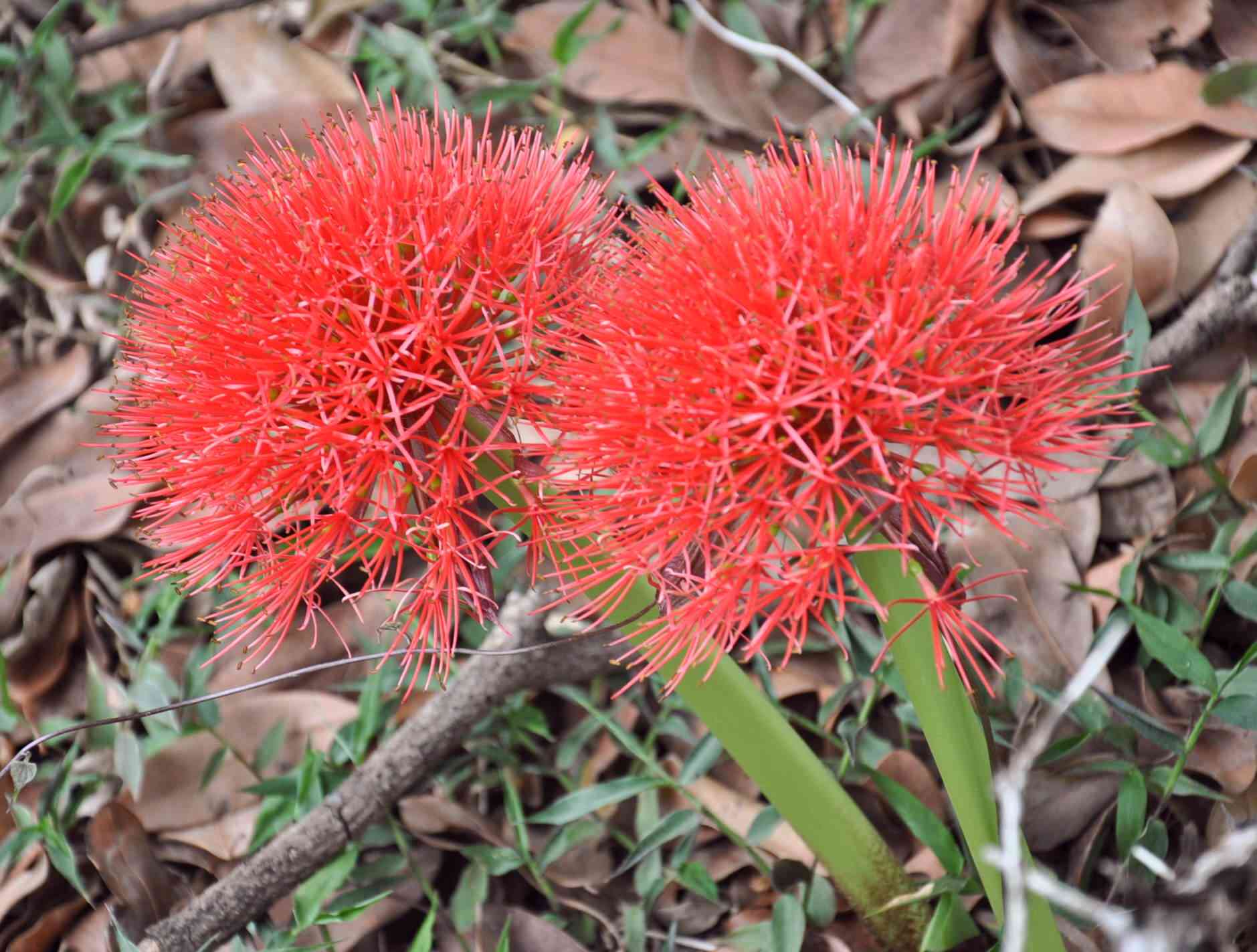 African blood lily