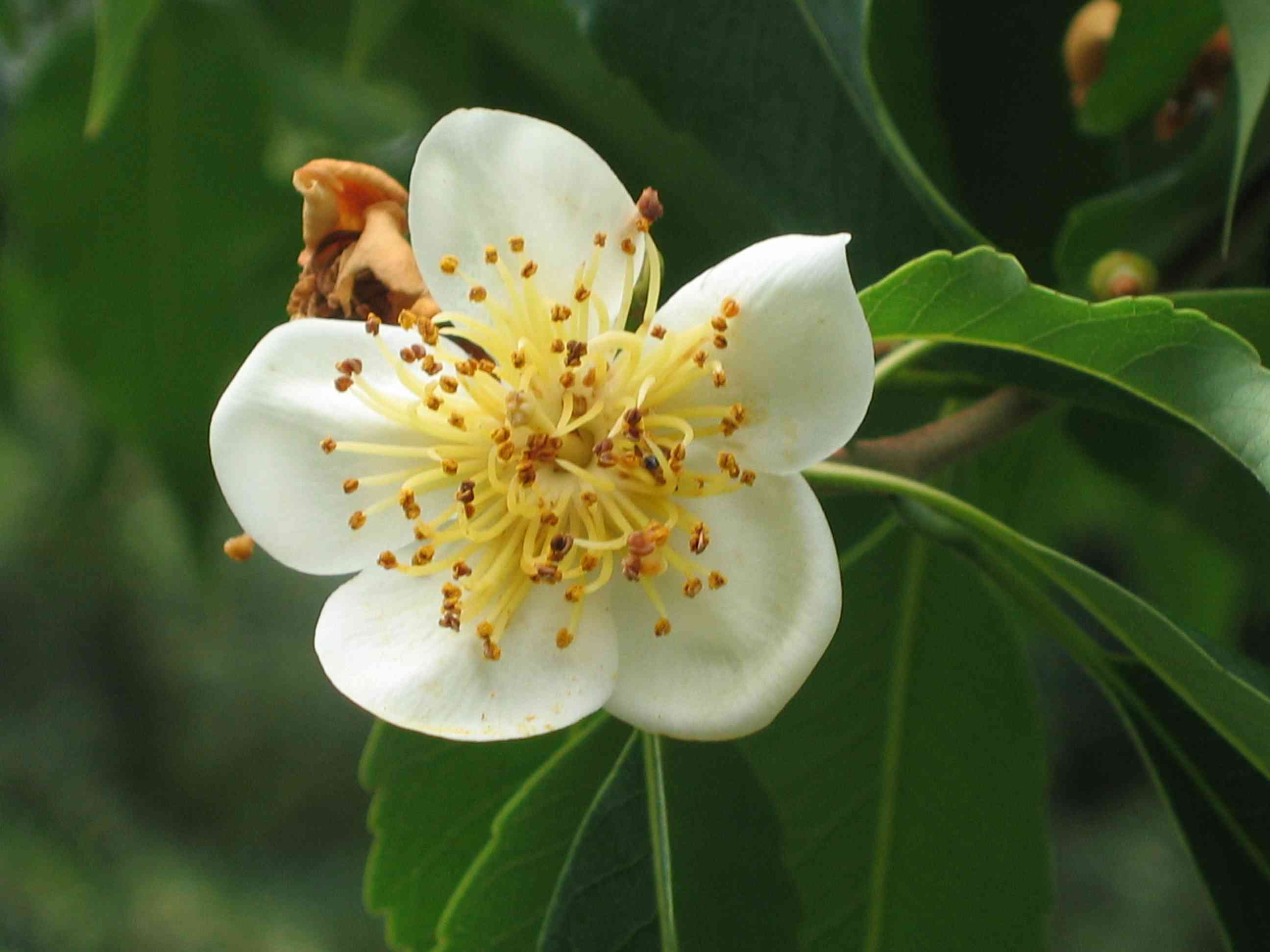 Chinese guger tree