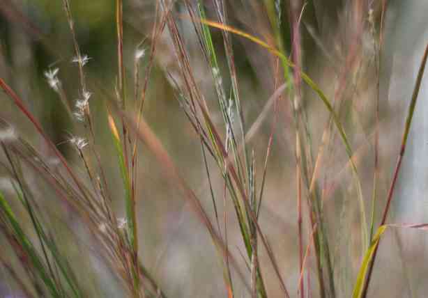 Little bluestem