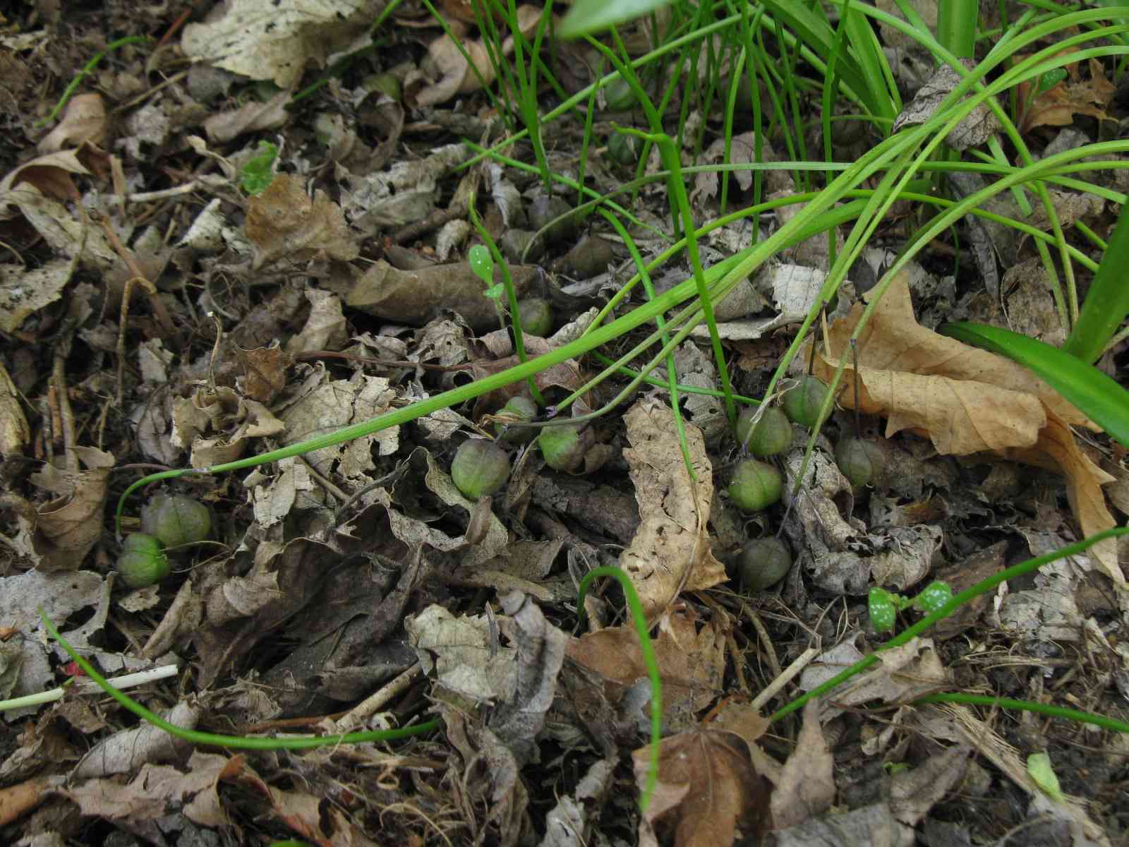 Siberian squill