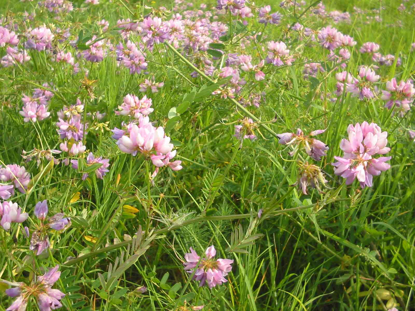 Common crownvetch