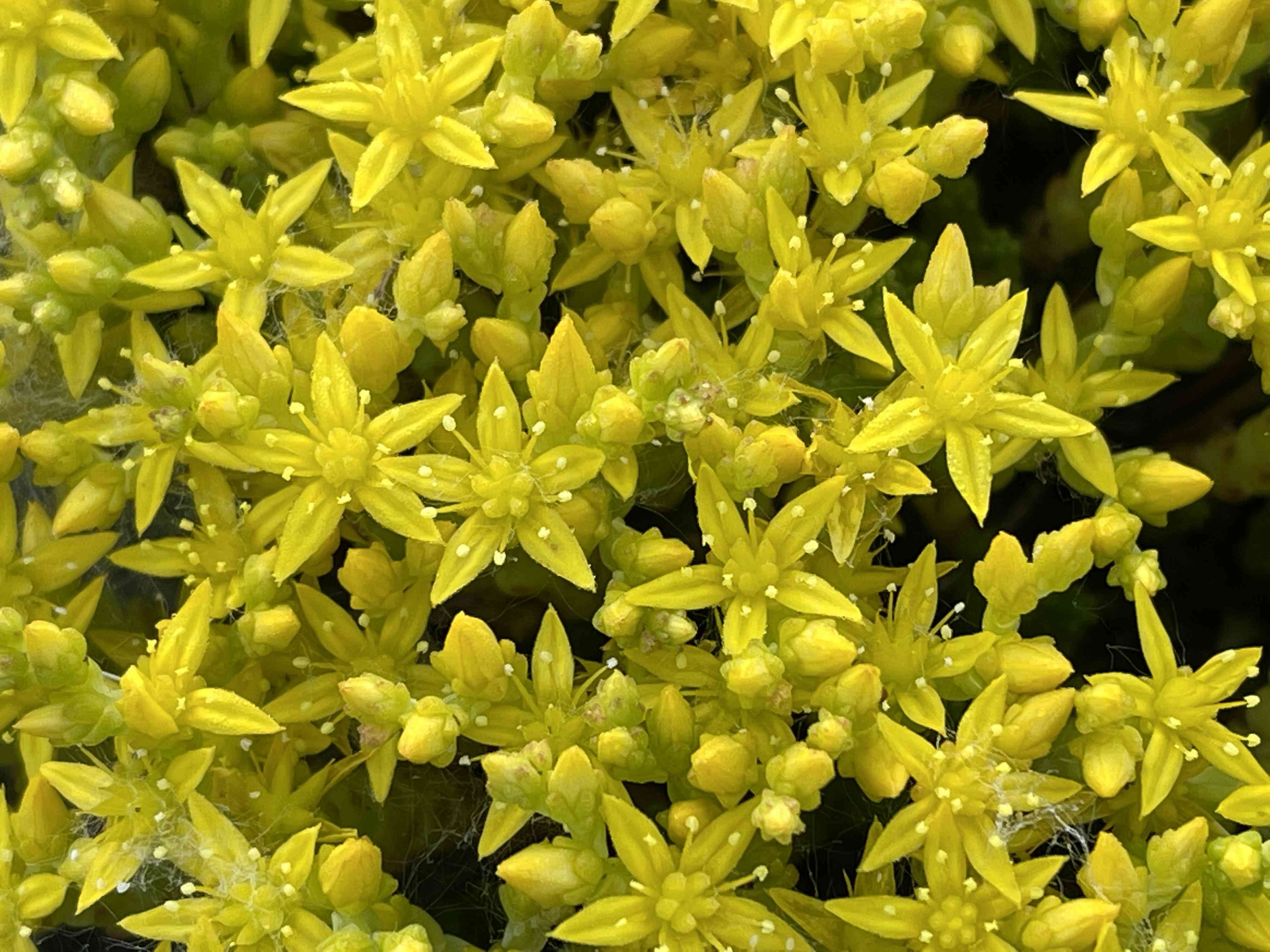 Goldmoss stonecrop