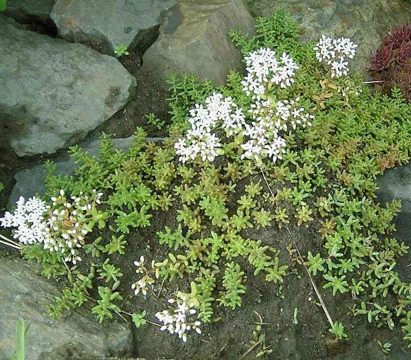 White stonecrop